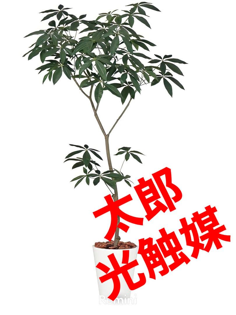 光触媒　人工観葉植物　ウォールグリーン　フェイクグリーン　パキラ150150