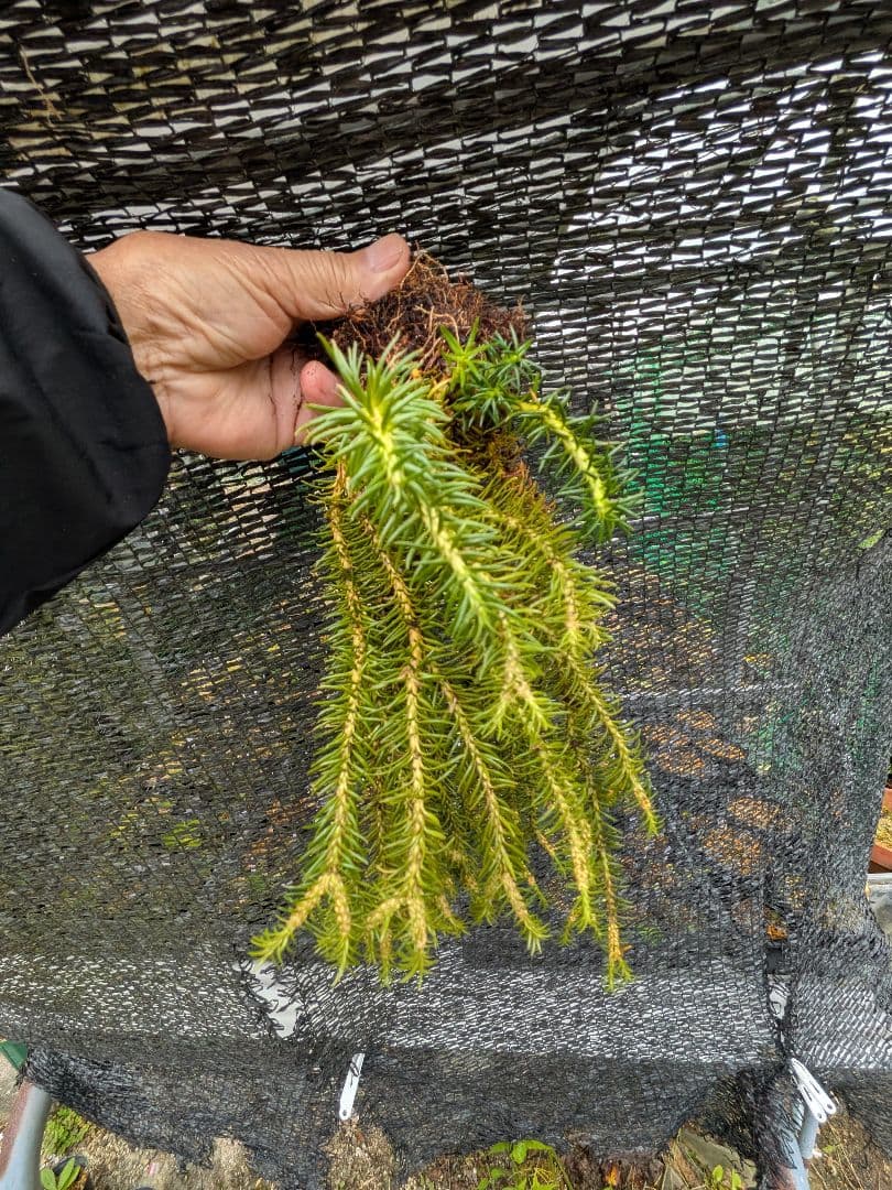 や*ょ様 山野草、シダ植物、着生植物　[スギラン]　大株１塊