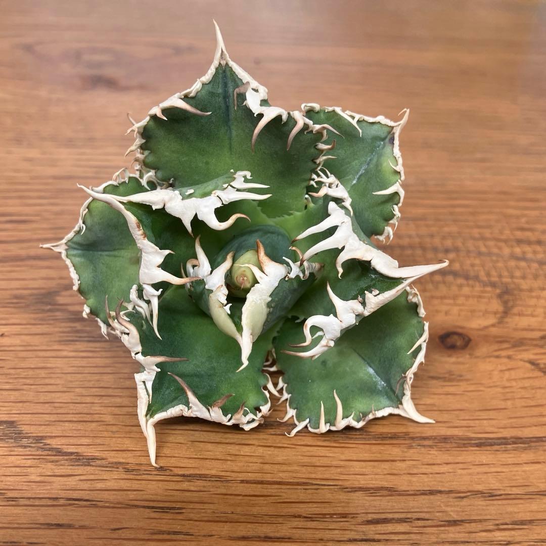 ポ*コ様 【週末オークション】超選抜　太棘　アガベ　チタノタ　白豪刺　TC 優秀