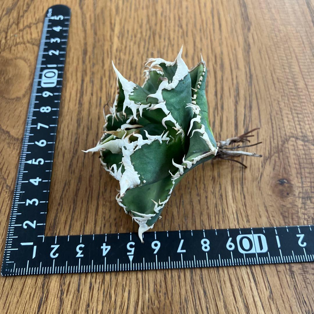 ポ*コ様 【週末オークション】超選抜　太棘　アガベ　チタノタ　白豪刺　TC 優秀