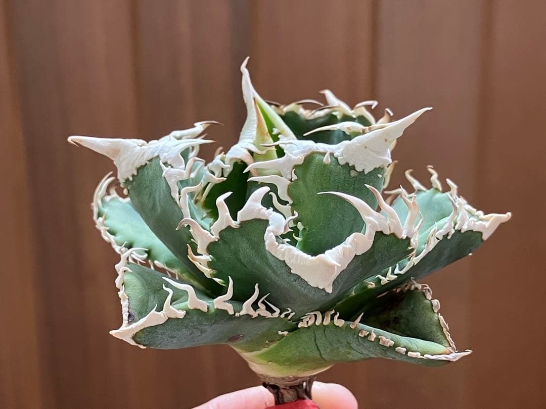 ポ*コ様 【週末オークション】超選抜　太棘　アガベ　チタノタ　白豪刺　TC 優秀