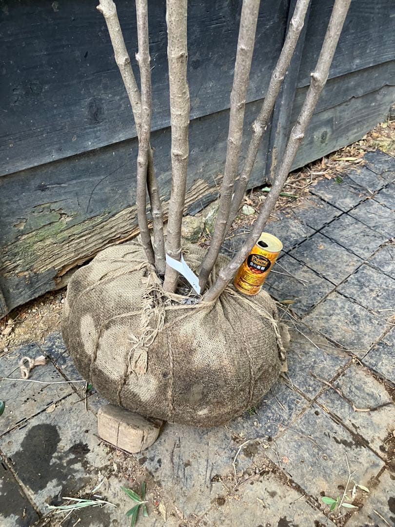 40 山採り　ヤマボウシ