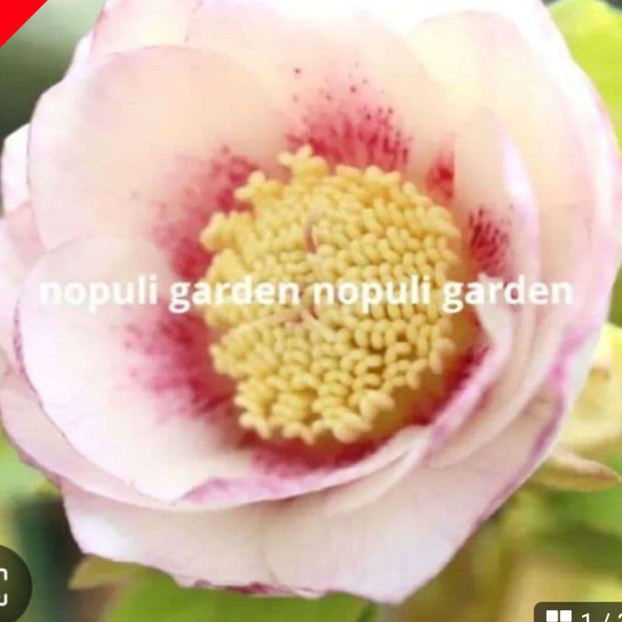 yuko　クリスマスローズ　株分苗　２種類