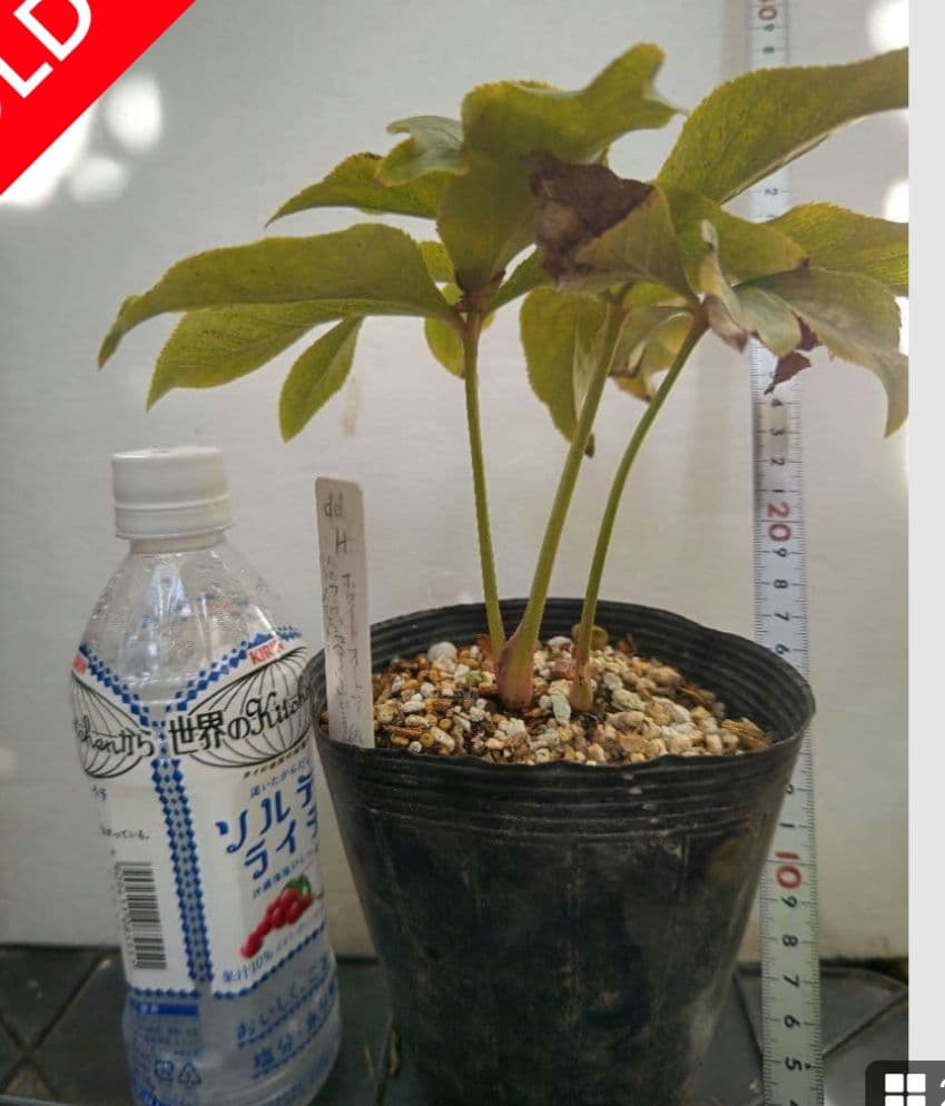 yuko　クリスマスローズ　株分苗　２種類