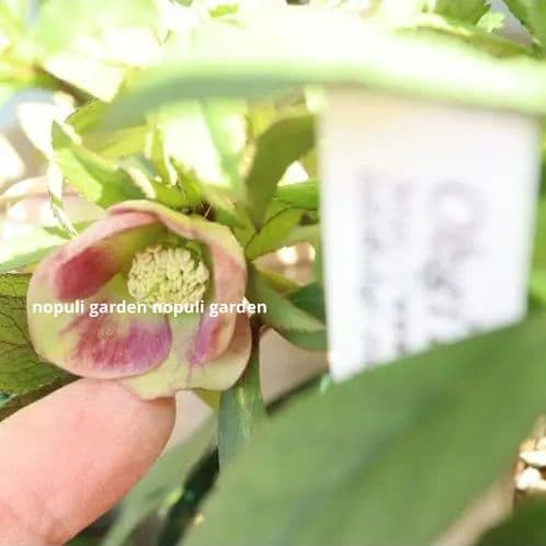 yuko　クリスマスローズ　株分苗　２種類