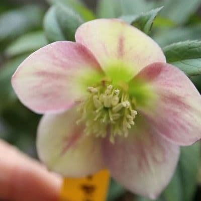 yuko　クリスマスローズ　株分苗　２種類