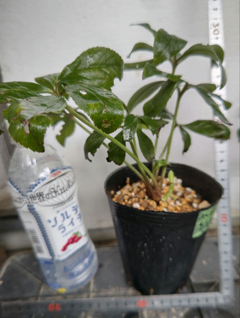 yuko　クリスマスローズ　株分苗　２種類