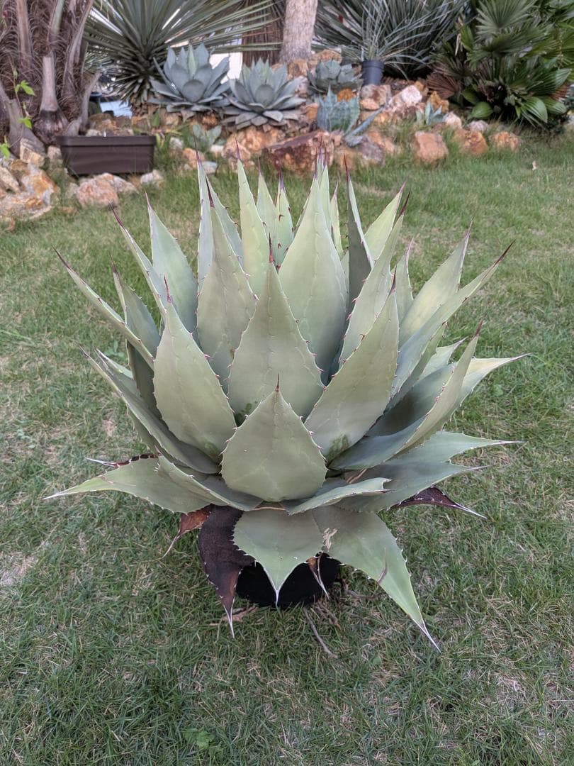 【希少特大株60㎝オーバー】アガベ パリー・ホーチェンシス　コレクションの看板株