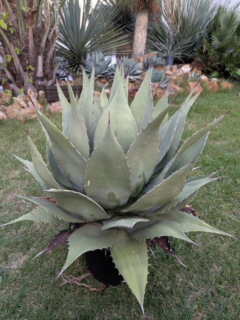 【希少特大株60㎝オーバー】アガベ パリー・ホーチェンシス　コレクションの看板株