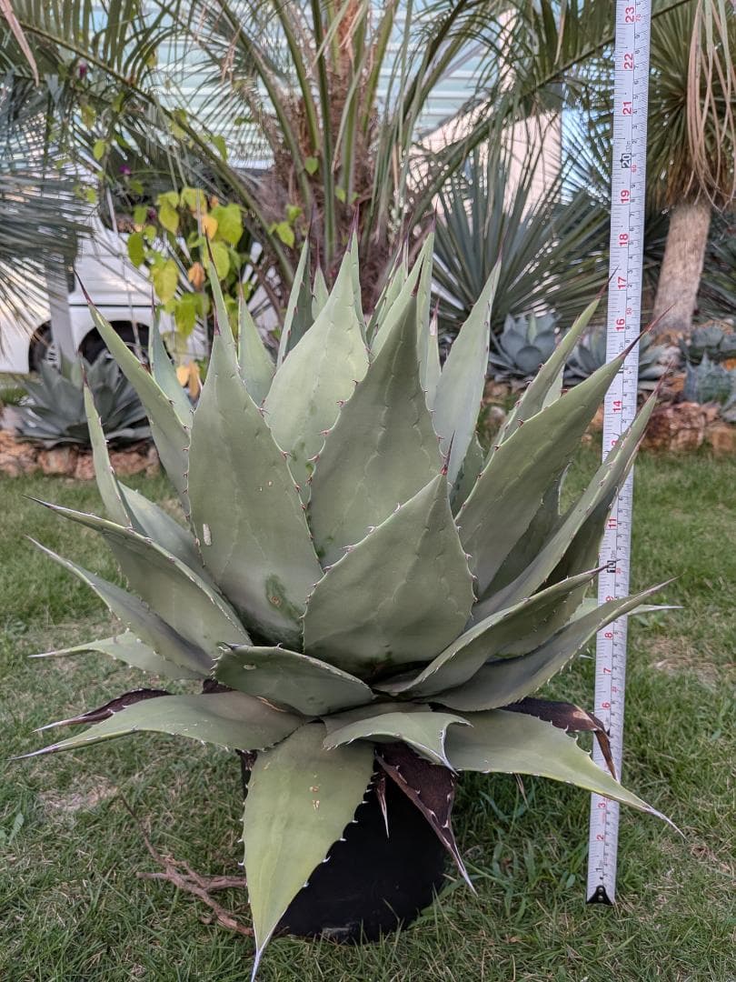 【希少特大株60㎝オーバー】アガベ パリー・ホーチェンシス　コレクションの看板株