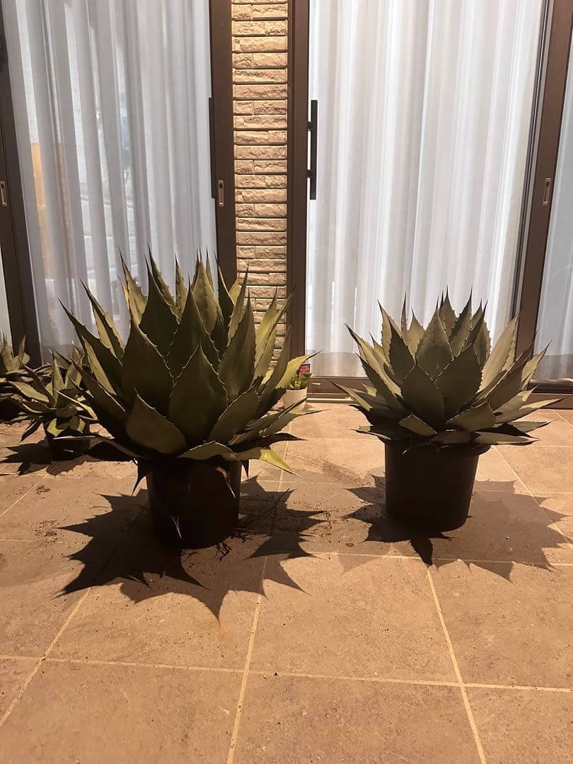 【希少特大株60㎝オーバー】アガベ パリー・ホーチェンシス　コレクションの看板株