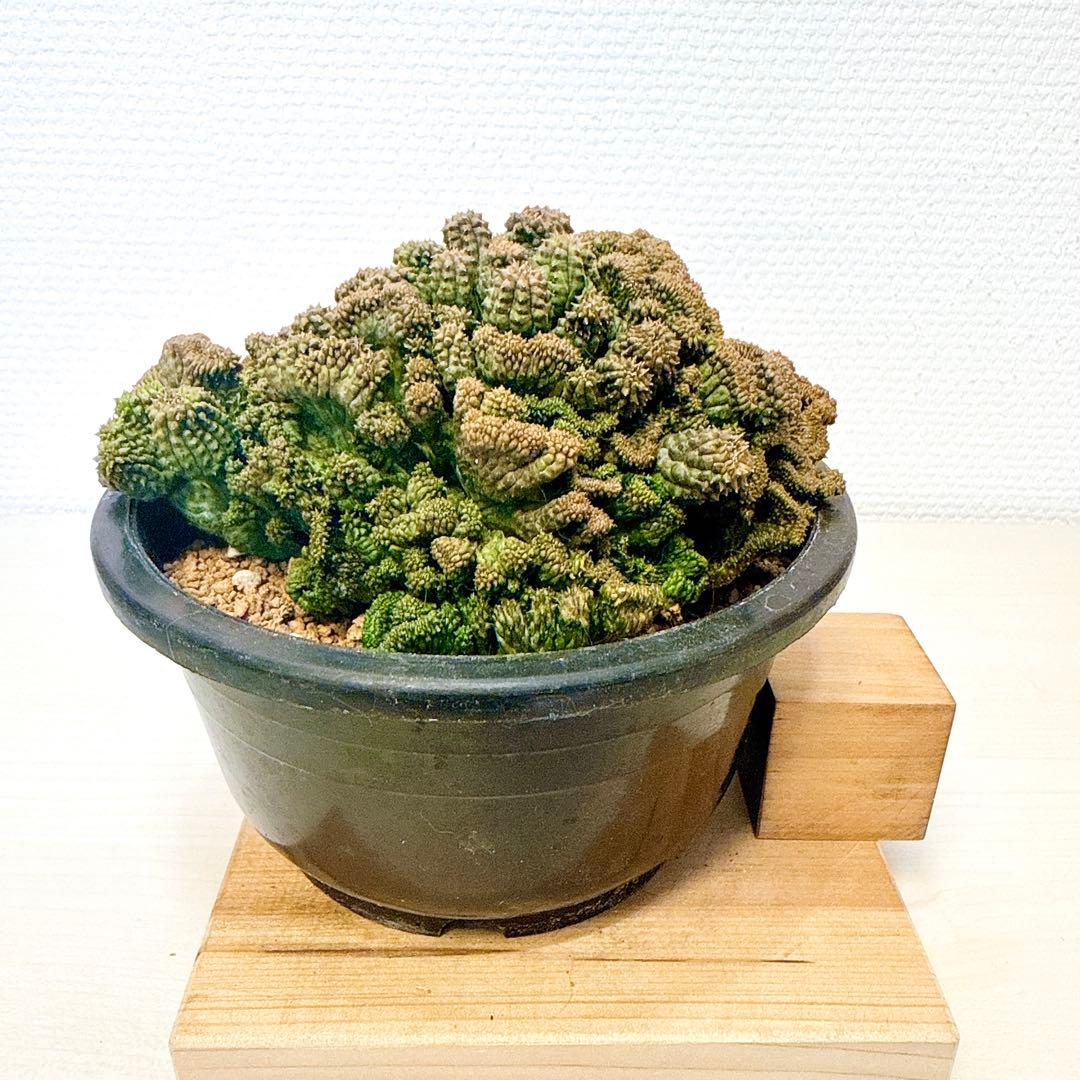 綴化群生オベサ/ユーフォルビア モンスト ホリダ バリダ