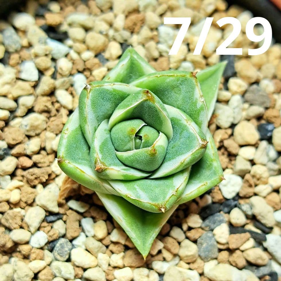 ★自家繁殖株★育成株★　王妃笹の雪a型　白覆輪　アガベ④