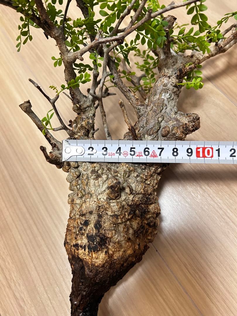 【現地発根株】オペルクリカリアパキプス