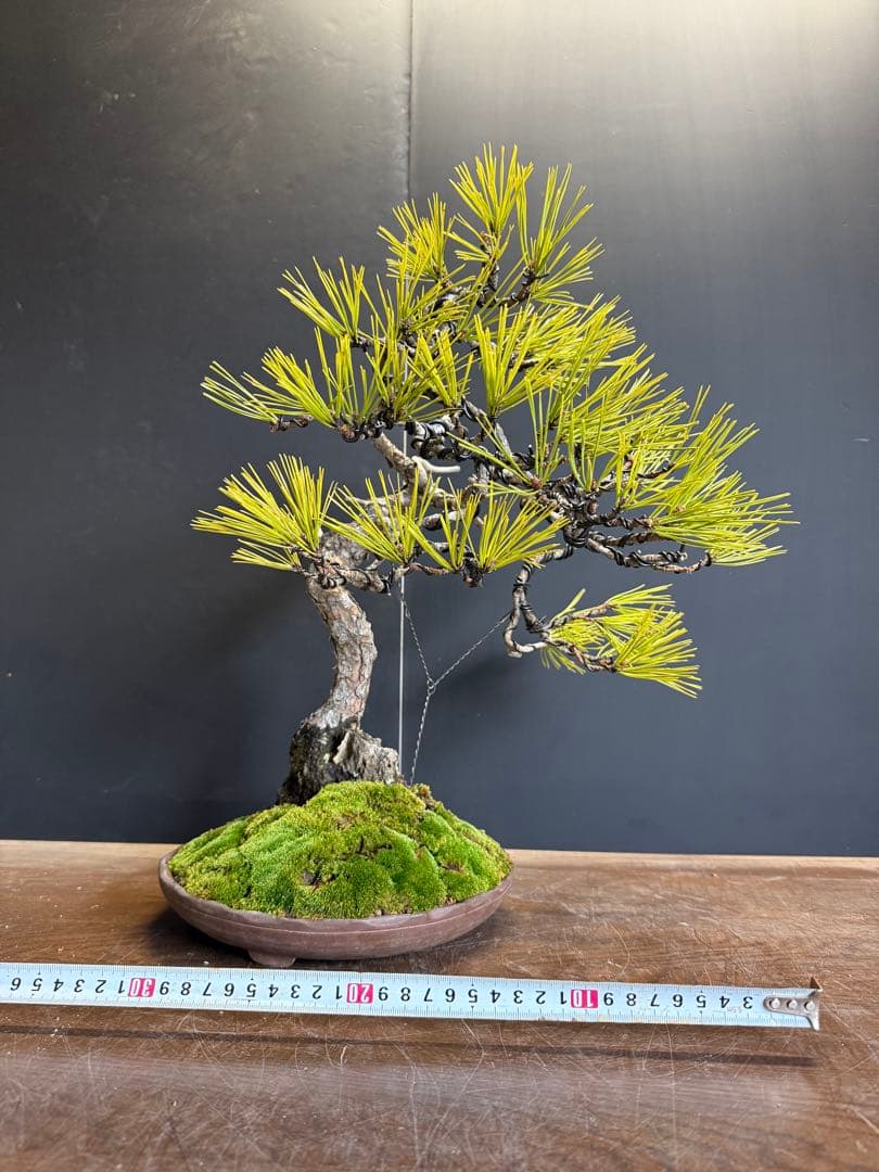 兄*貴様 特別オークション　赤松盆栽文人木石付き古木苔即戦力