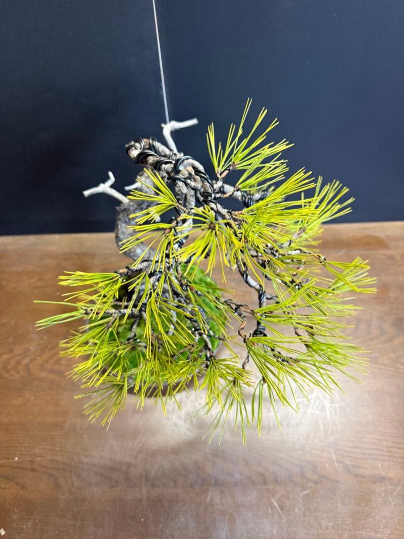 兄*貴様 特別オークション　赤松盆栽文人木石付き古木苔即戦力