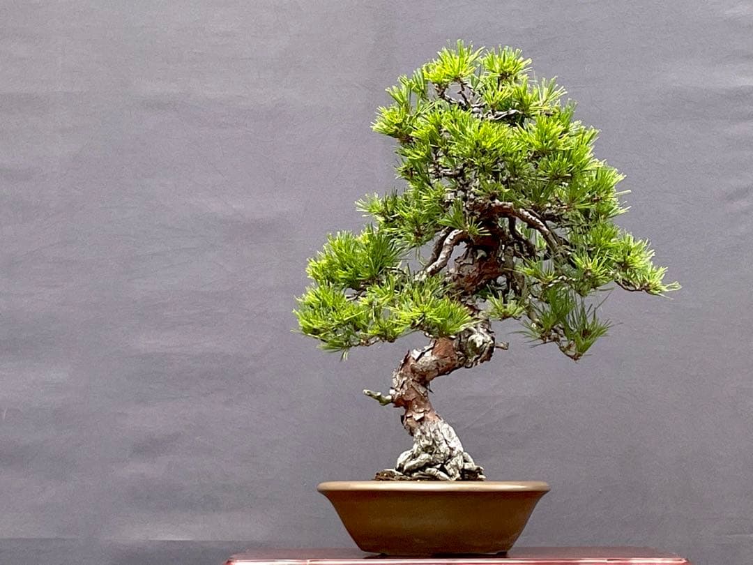 三河盆栽　天目松　(シダレアカマツ) 盆栽