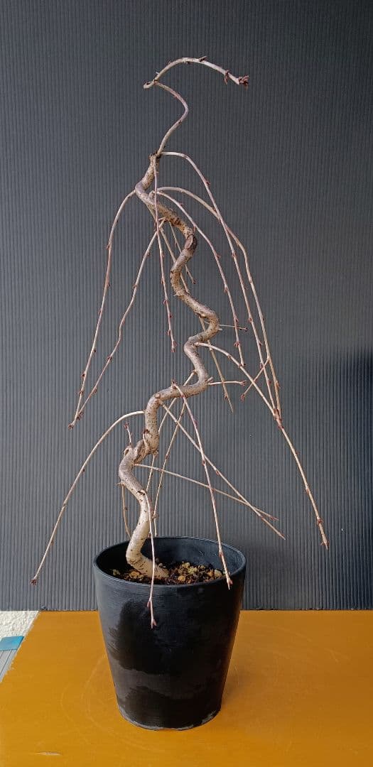 富士枝垂桜盆栽 3