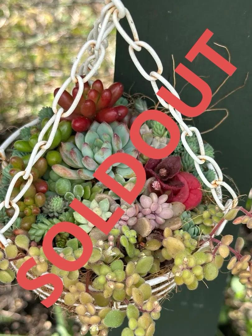 吊り下げ式多肉植物の寄せ植え