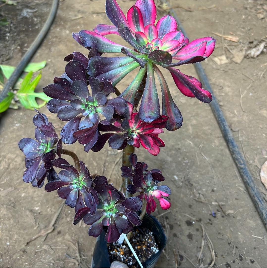 専用出品‼️アエオニウム　シャネル七彩2株　悪魔の目　カット1苗　抜き苗1株