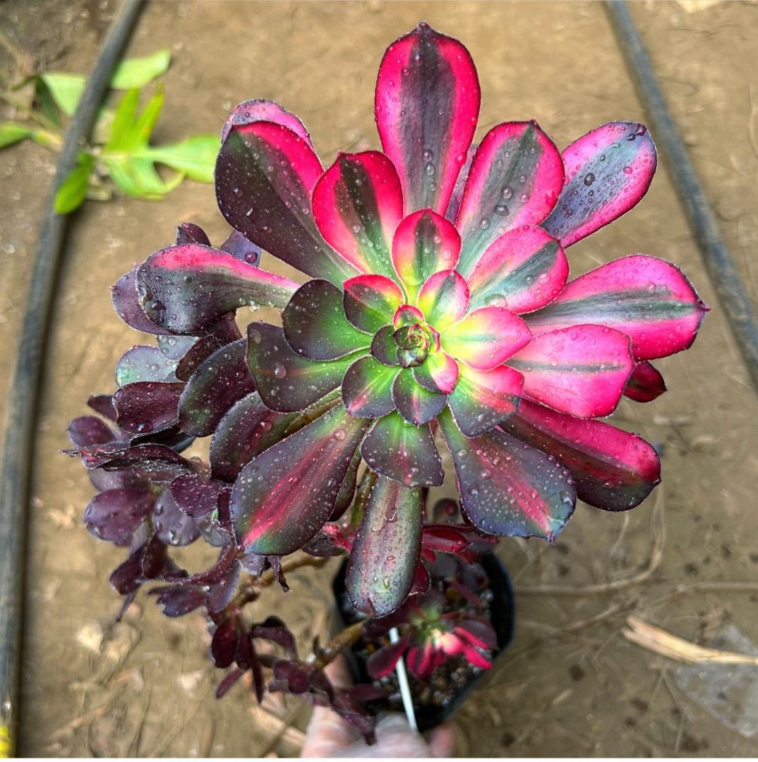 専用出品‼️アエオニウム　シャネル七彩2株　悪魔の目　カット1苗　抜き苗1株