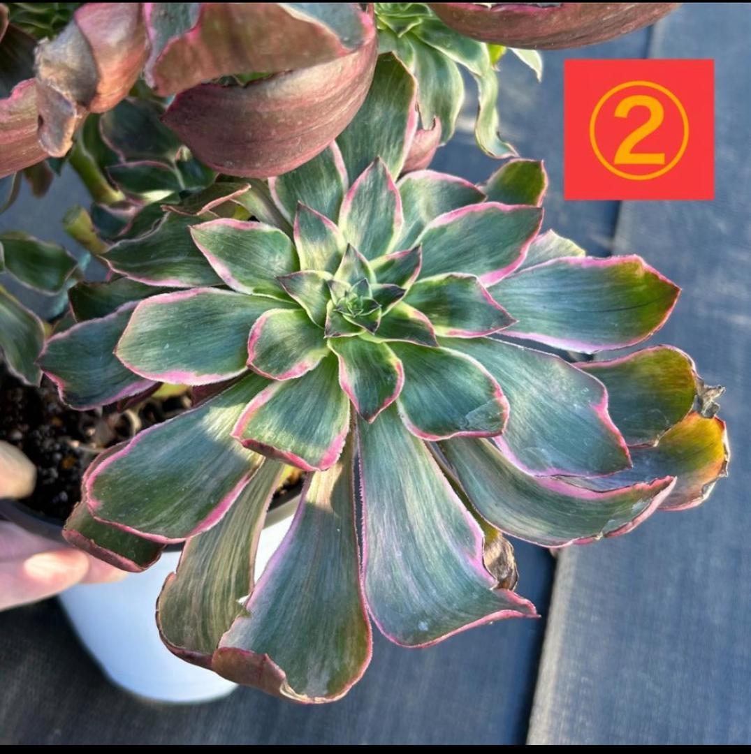 専用出品‼️アエオニウム　シャネル七彩2株　悪魔の目　カット1苗　抜き苗1株