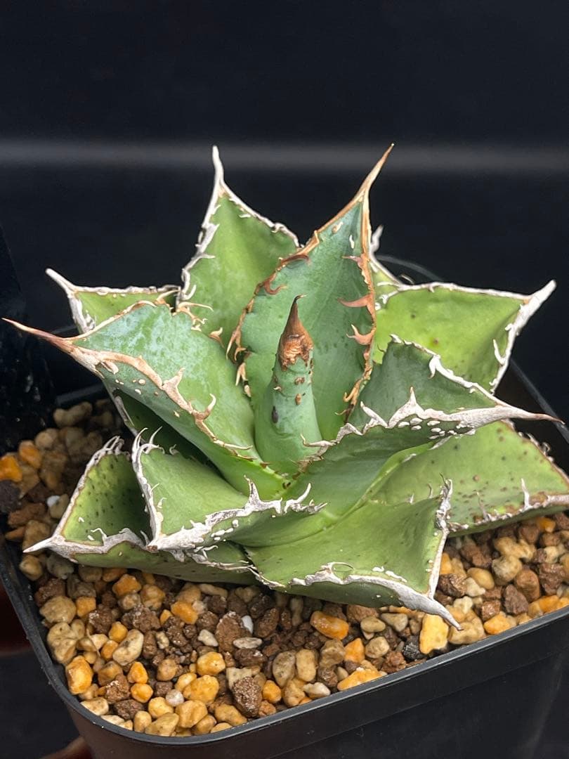 EMP アガベ チタノタ 星空　中株 / ブツブツ系 AG1-905