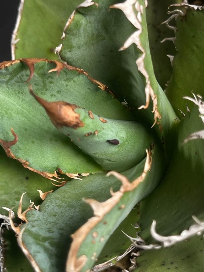 EMP アガベ チタノタ 星空　中株 / ブツブツ系 AG1-905