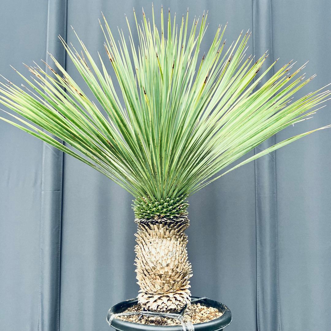 じゅんちちち　ユッカ ロストラータ　発根済　TR25