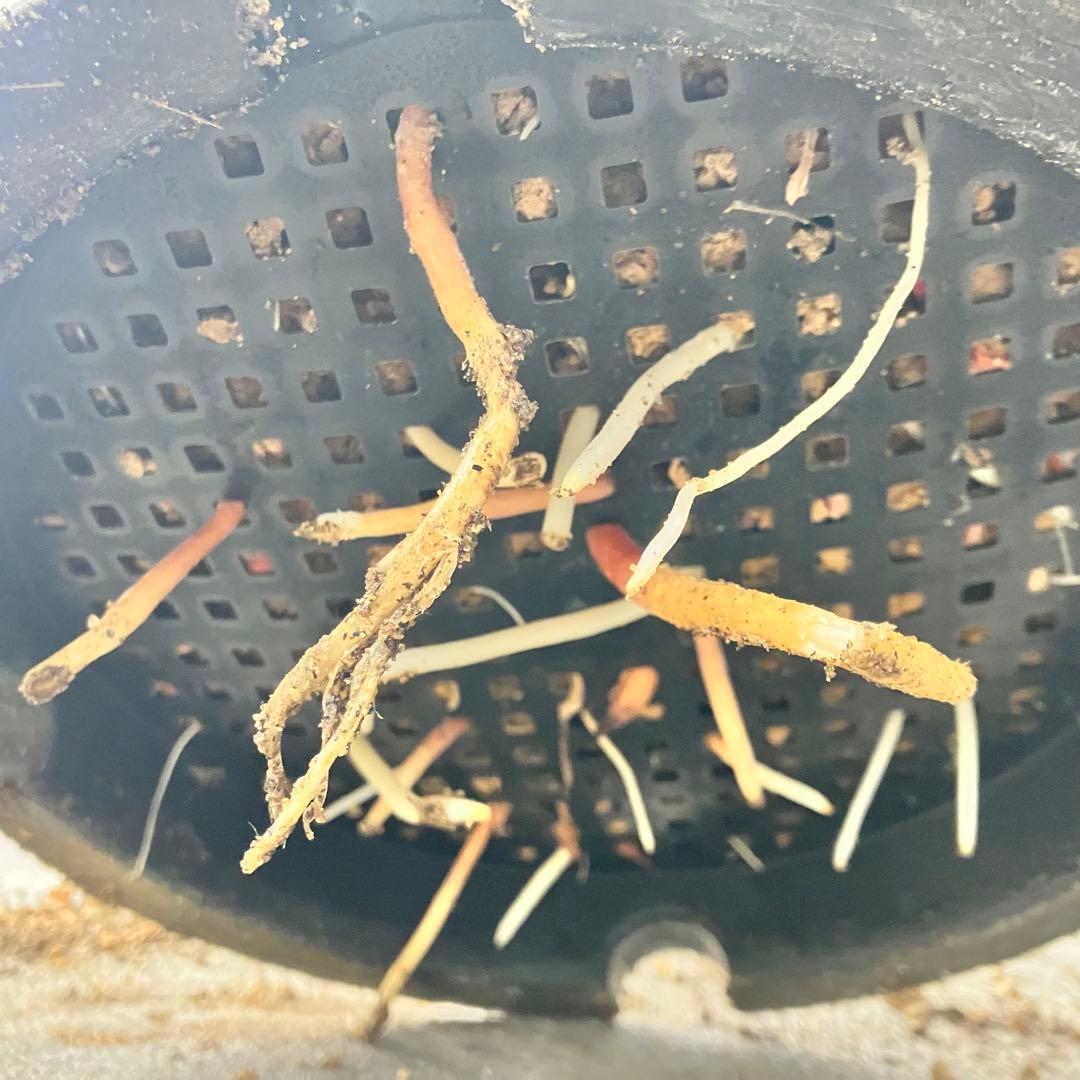 じゅんちちち　ユッカ ロストラータ　発根済　TR25