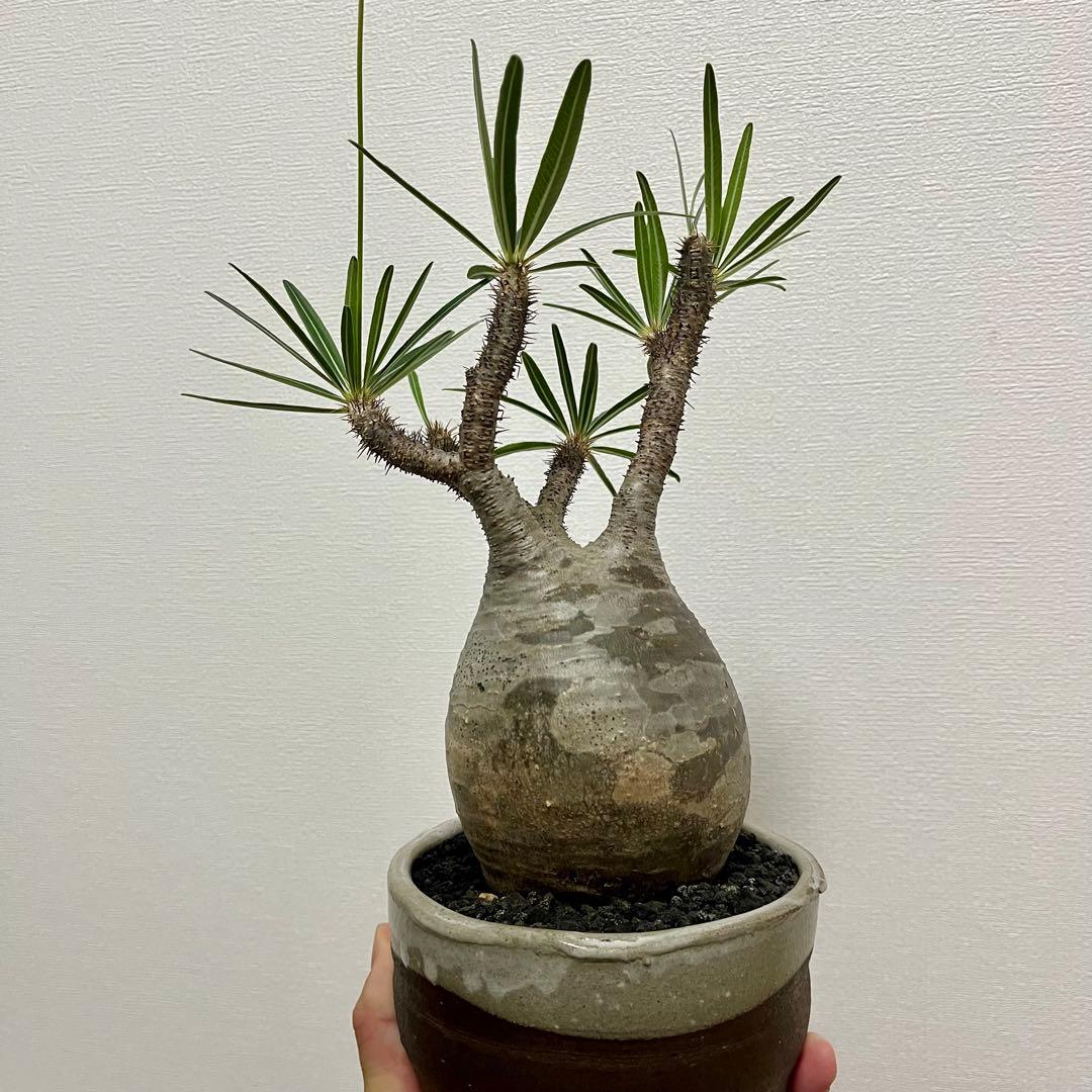 【塊根植物】パキポディウムグラキリス　信楽焼