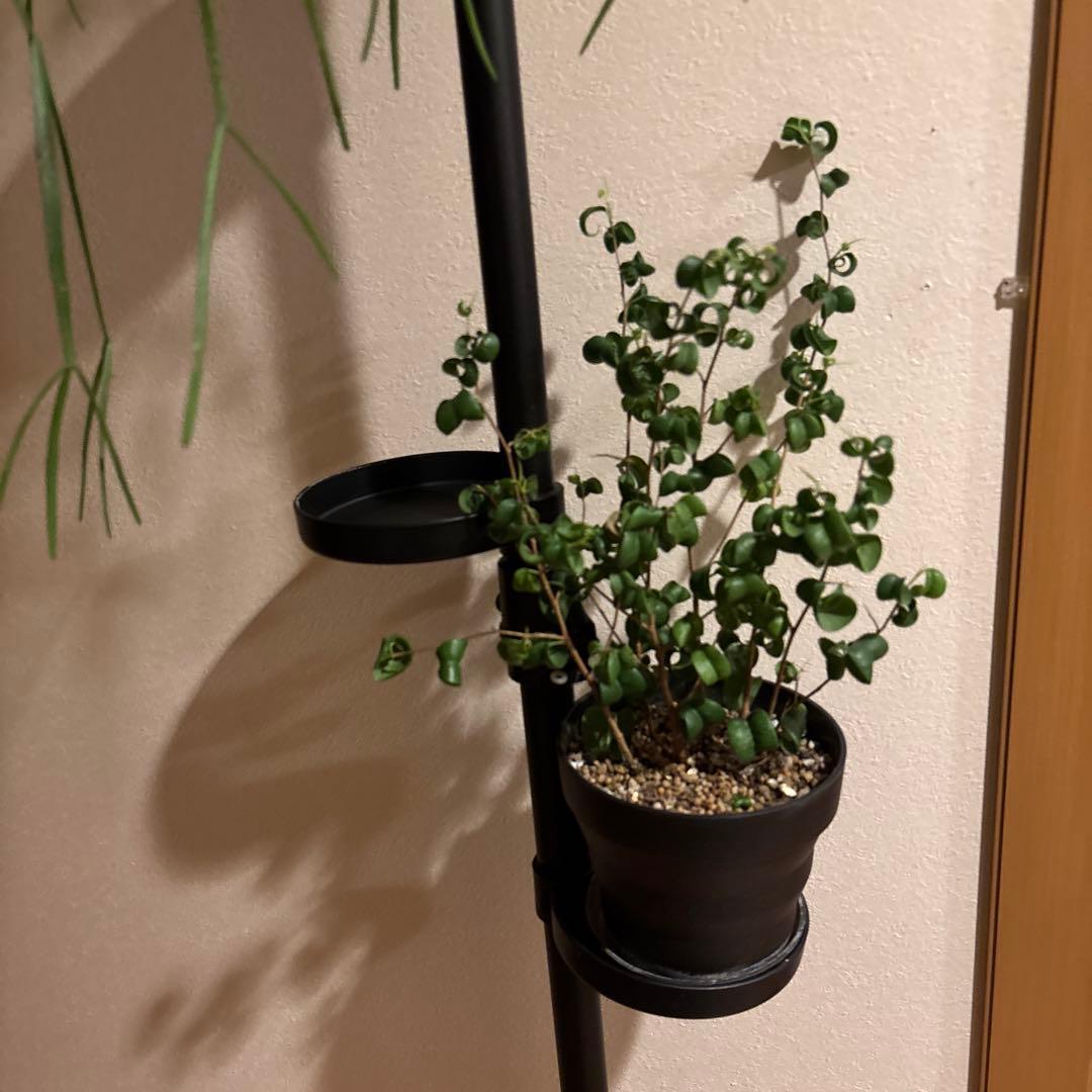 観葉植物 突っ張りポール 鉢2点 合計3点セット 240センチ前後 新品未使用品