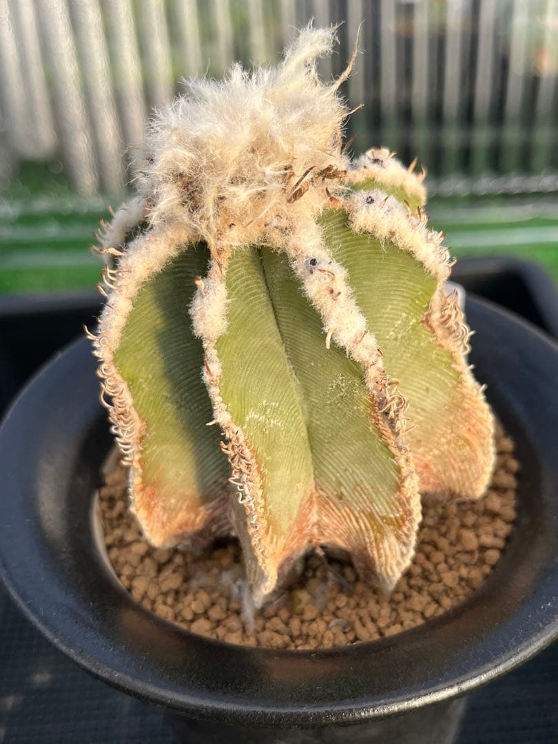 アズテキウム　ヒントニー