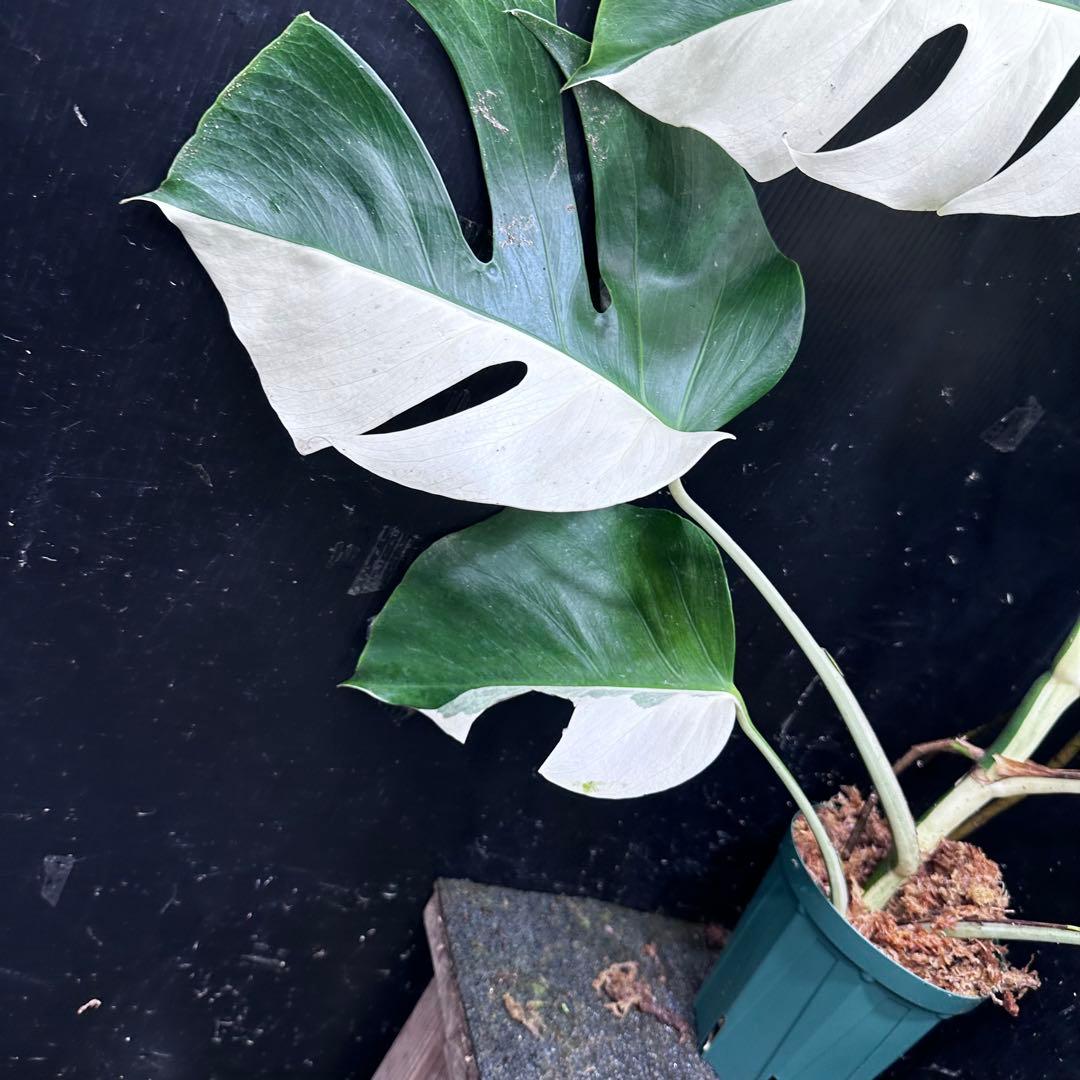 マ*ン様 モンステラ斑入りハーフムーンホワイトタイガー極美斑入り　　 77cm