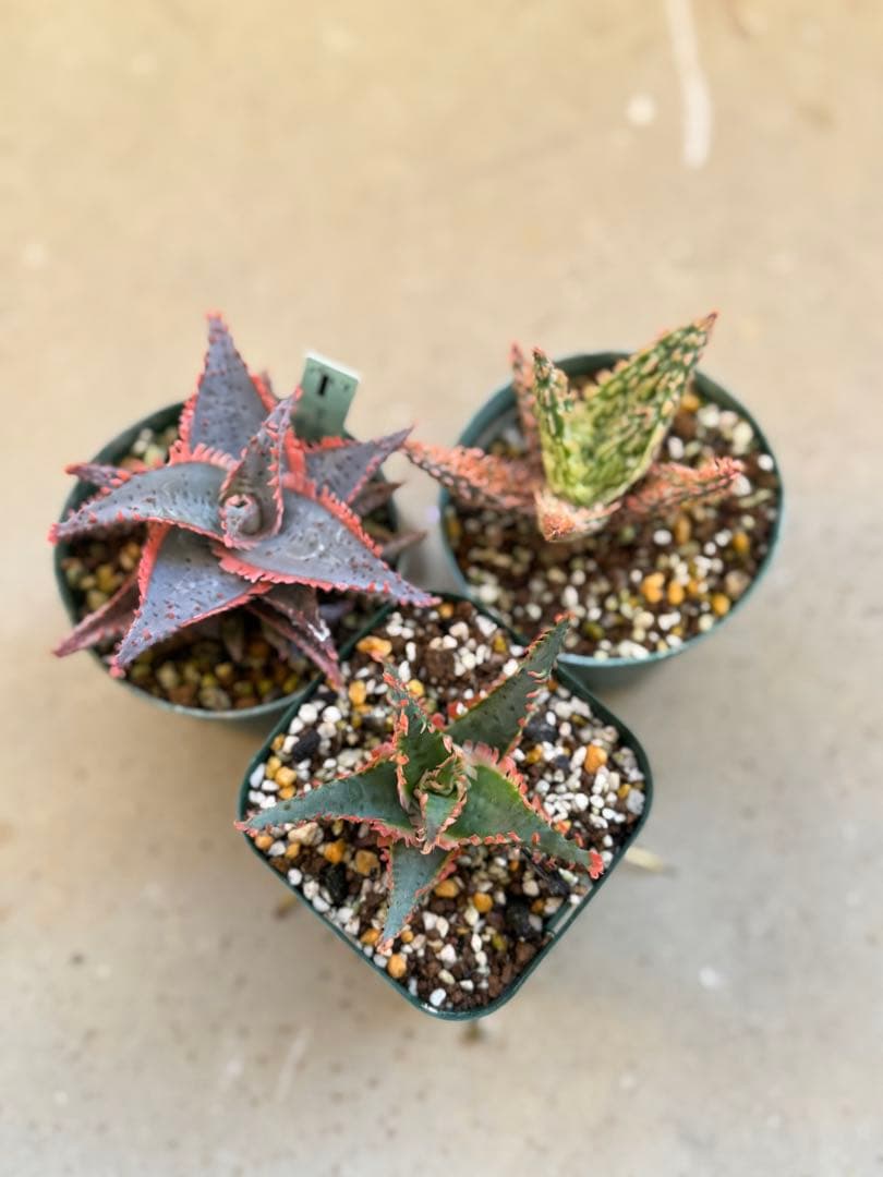 【売り切り値下げ】TCTアロエ3株セット