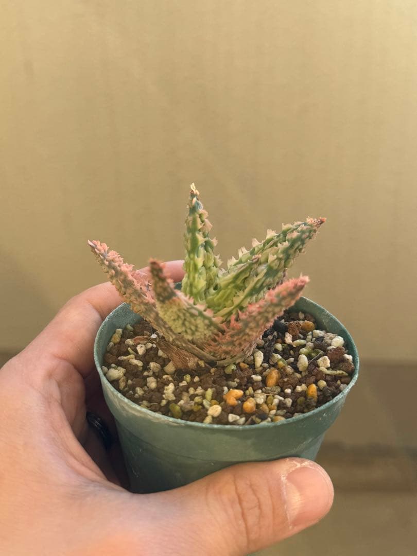 【売り切り値下げ】TCTアロエ3株セット