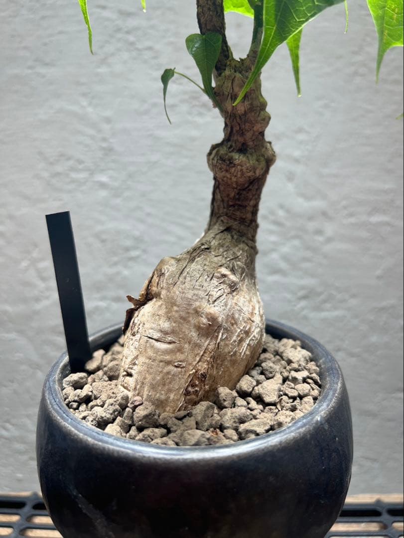 フィルミアナ・コロラータ Firmiana colorata