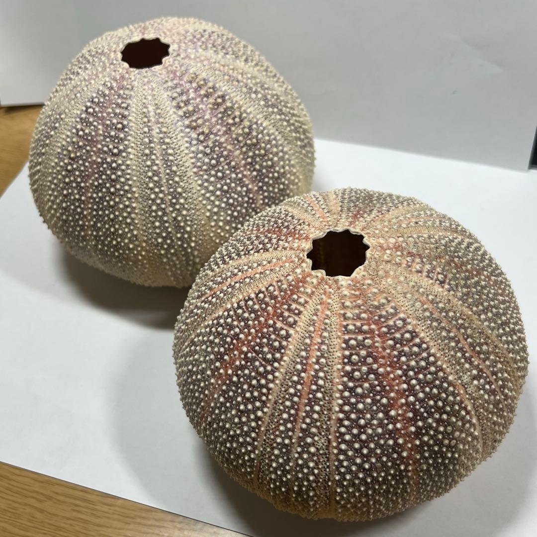 ウニの殻 2個セット インテリア　オーストラリア　ウーチン　標本　鉱物