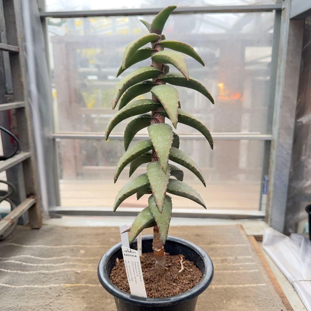 専用Sunday様　アロエ　ペアルソニー　Aloe pearsonii