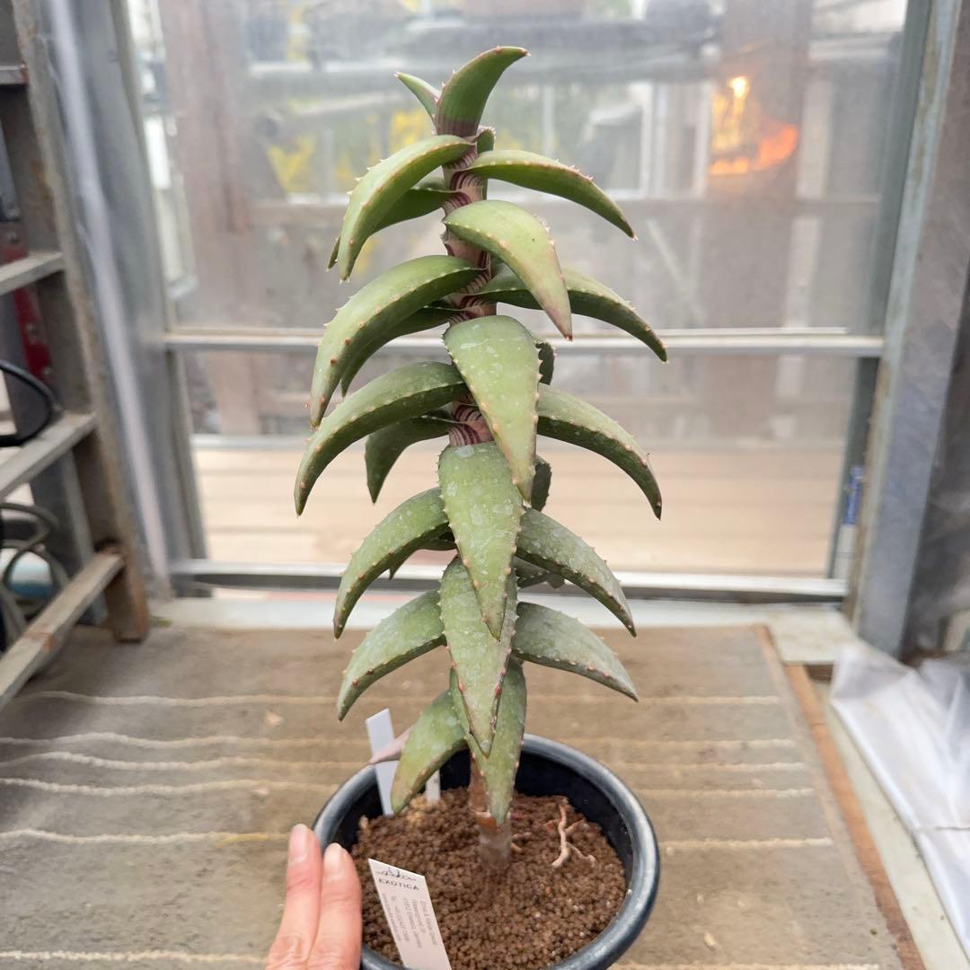 専用Sunday様　アロエ　ペアルソニー　Aloe pearsonii