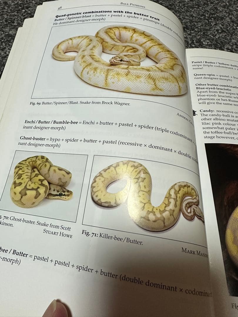 designer-morphs ボールパイソン　ボアコンストリクター　図鑑