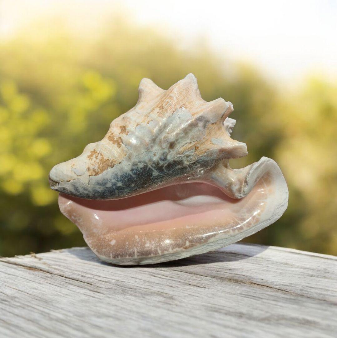 特大サイズ クイーンコンクシェル コンク貝