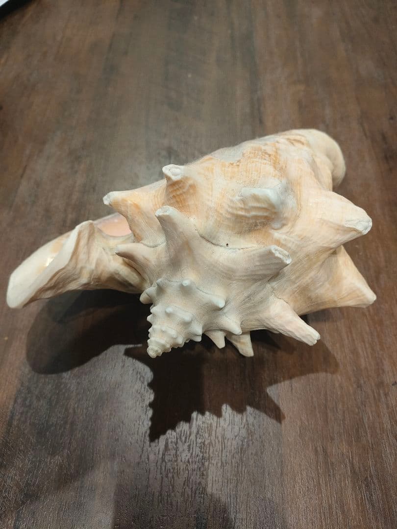 特大サイズ クイーンコンクシェル コンク貝