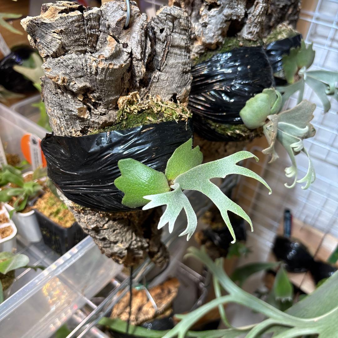 silver mutate×high shield dwarf pup oc