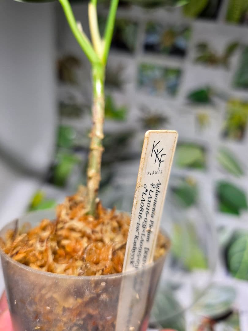 熱帯植物　苺タグ付　アグラオネマ　ピクタム　ネームド交配