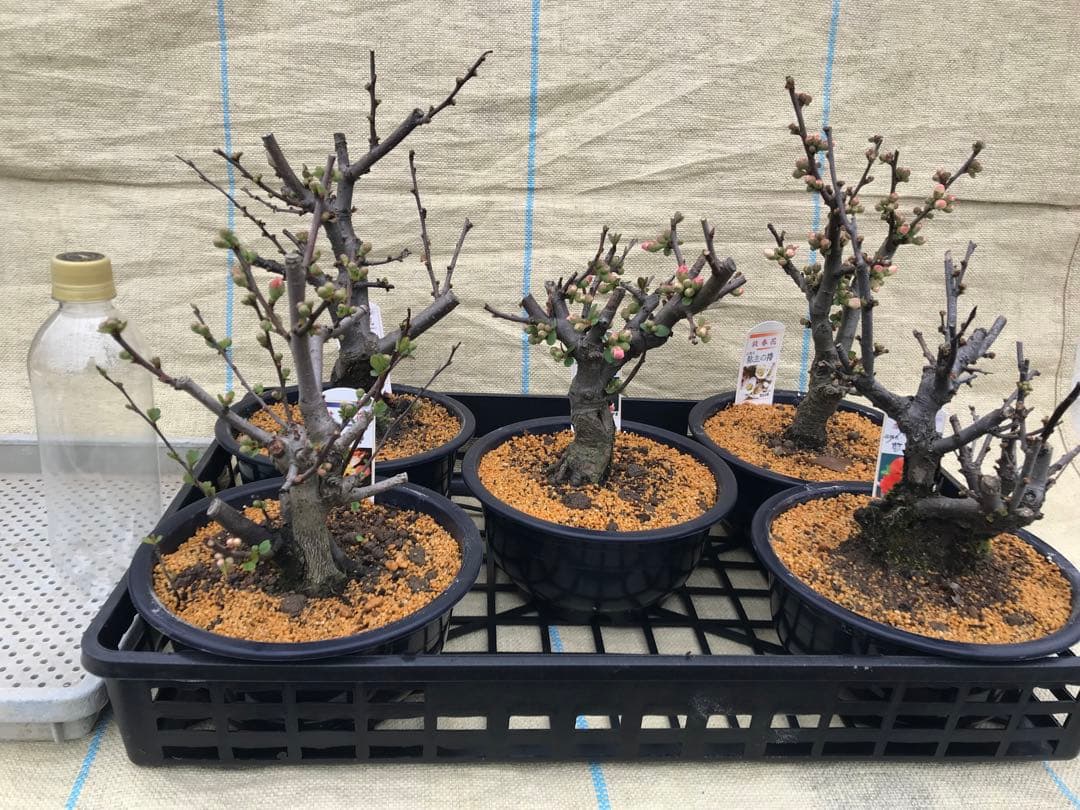 瓜(ボケ)・放春花　6寸　5品種セット③