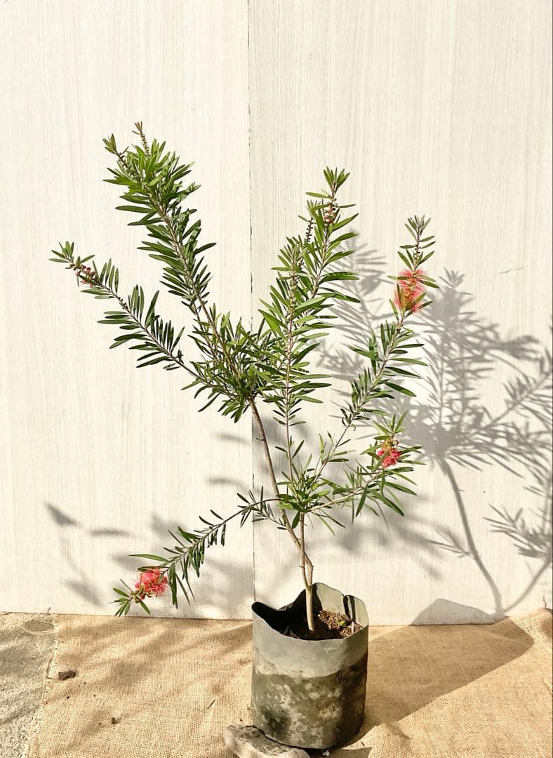 金宝樹　ピンクシャンパン/ 734