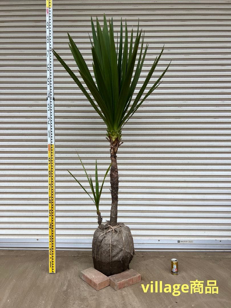 送料込み　ニオイシュロラン　ドラセナ　形状良　新築