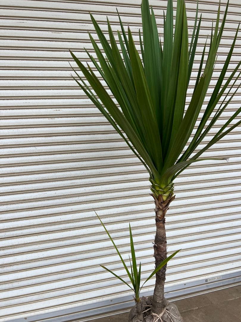 送料込み　ニオイシュロラン　ドラセナ　形状良　新築