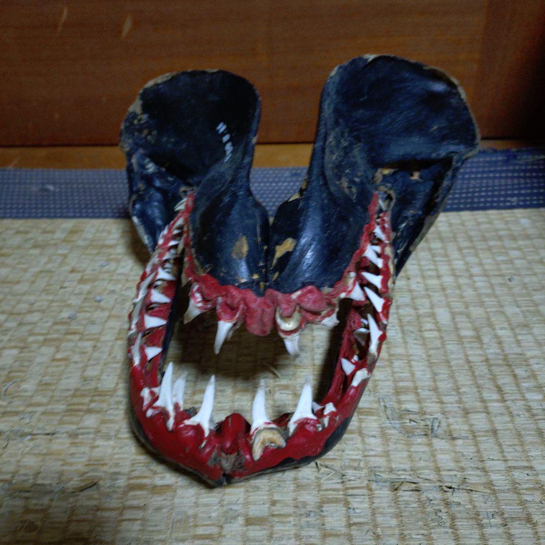 サメ　顎　歯　鮫　インテリア装飾